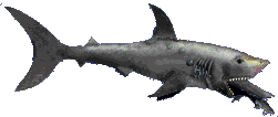sharkfisheat