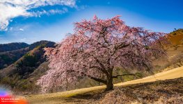 Firefly_A+flowering sakura tree growing in the middle of a hill in the desert_51633 (1).jpg